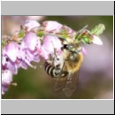 Colletes succinctus - Heidekraut-Seidenbiene m01 8mm.jpg